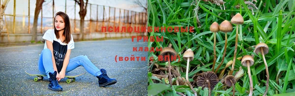 дмт Богданович